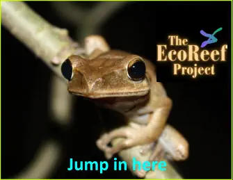The EcoReef Project