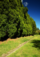 Callan Park