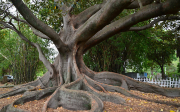 The Royal Botanic Gardens, Sydney